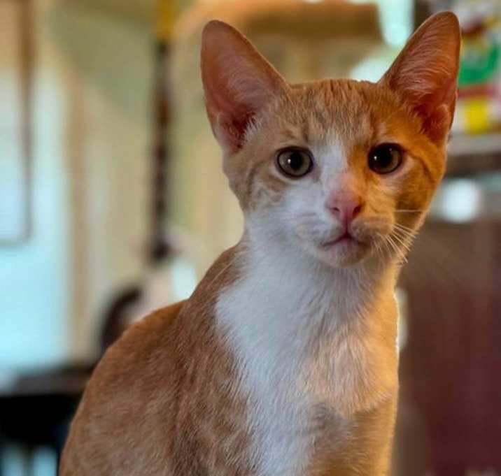 Photo of KITTEN DASH