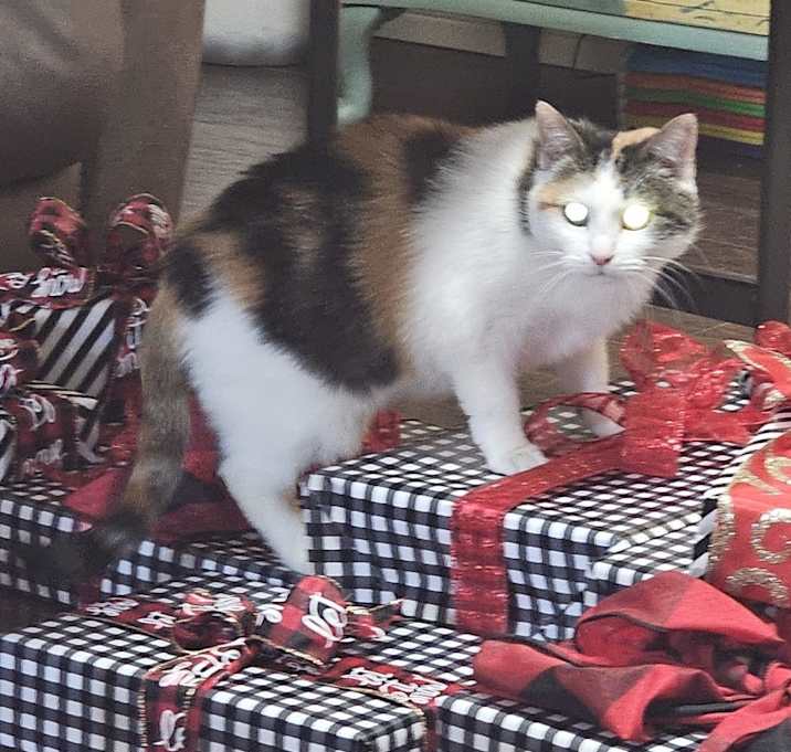 Photo of Penelope/Tig (Sisters)