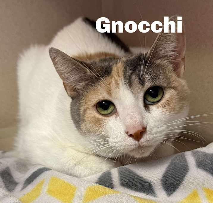 Photo of Gnocchi 250802