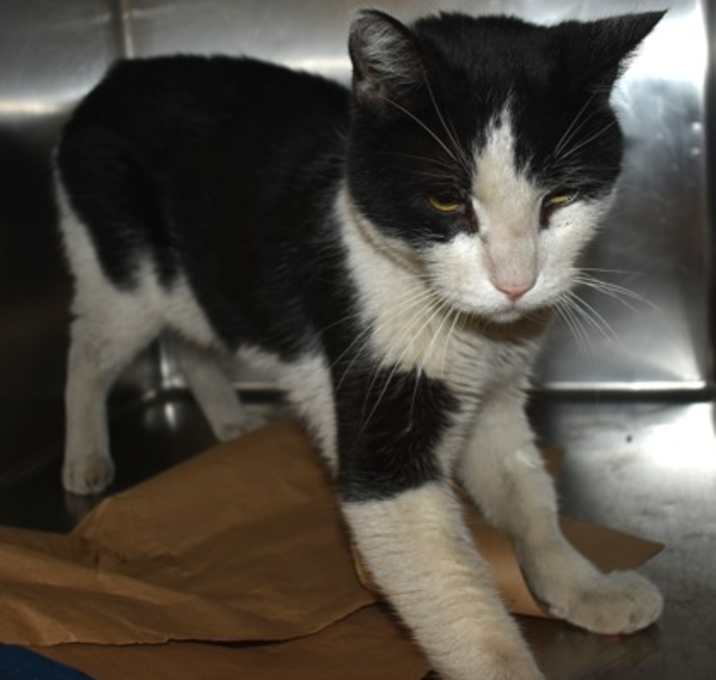 Photo of 91409 Tommy