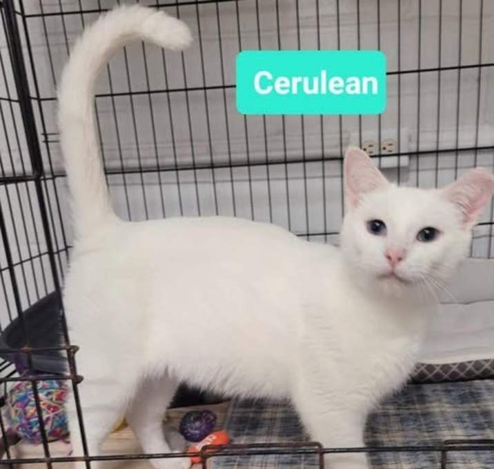 Photo of Cerulean