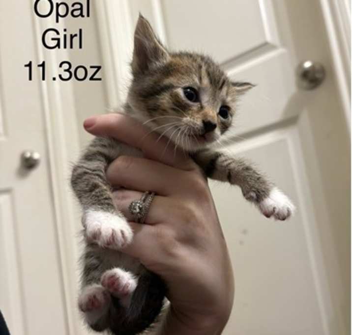 Photo of Opal