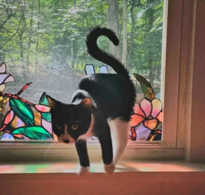 Photo of Chex (bonded with Nightshade)