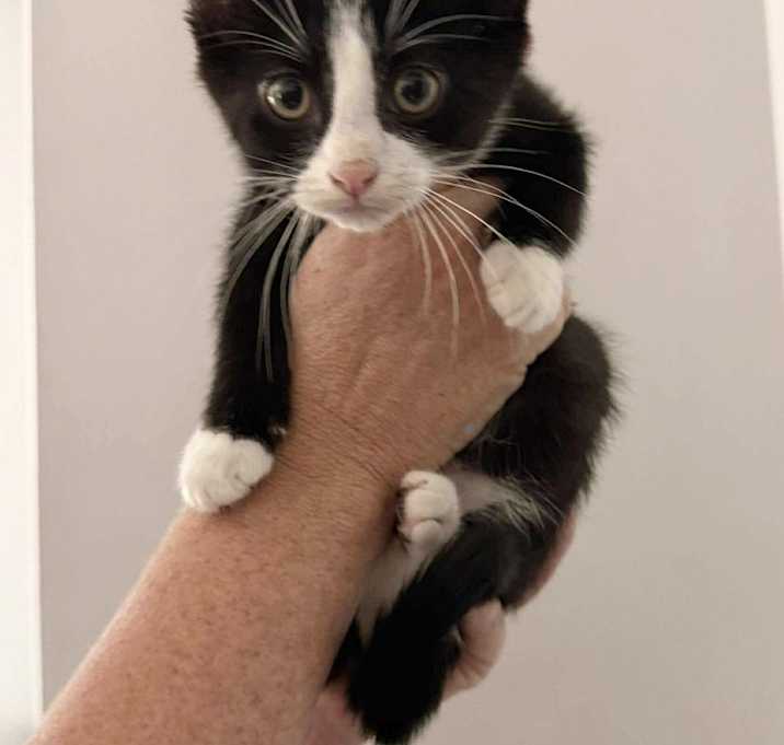 Photo of J Cats : Jagger