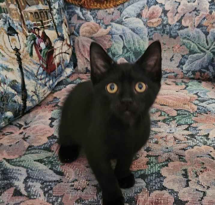 Licorice