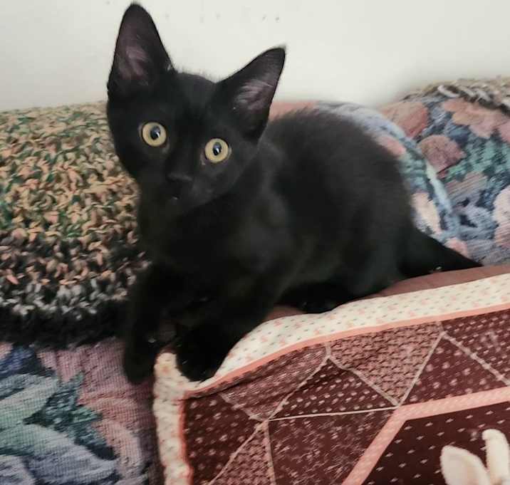 Licorice