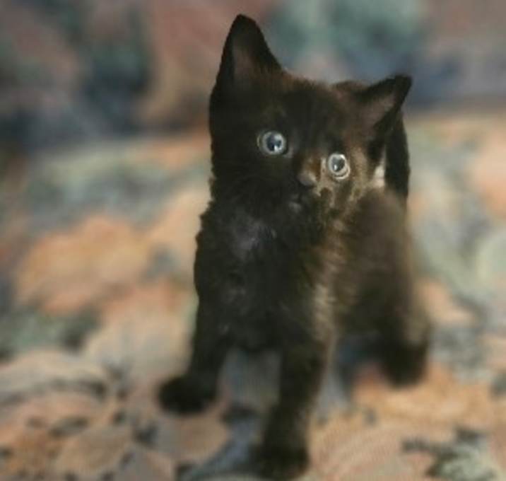 Licorice
