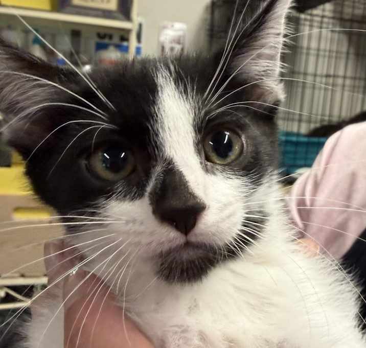 Photo of Matrix (K4)