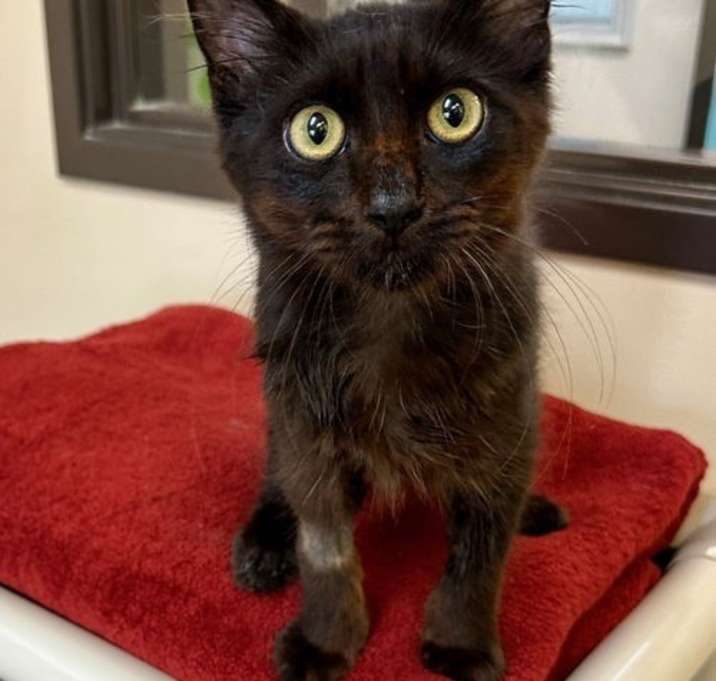 Photo of Kitten Ledger