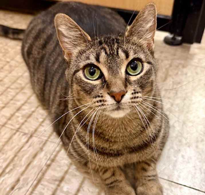 Photo of Gollum *Bonded with Nemesis*