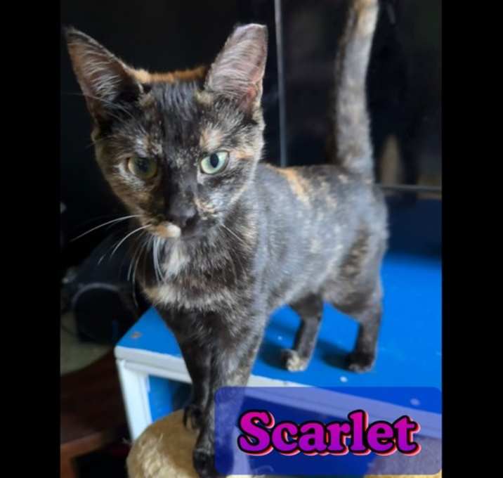 Photo of Scarlet