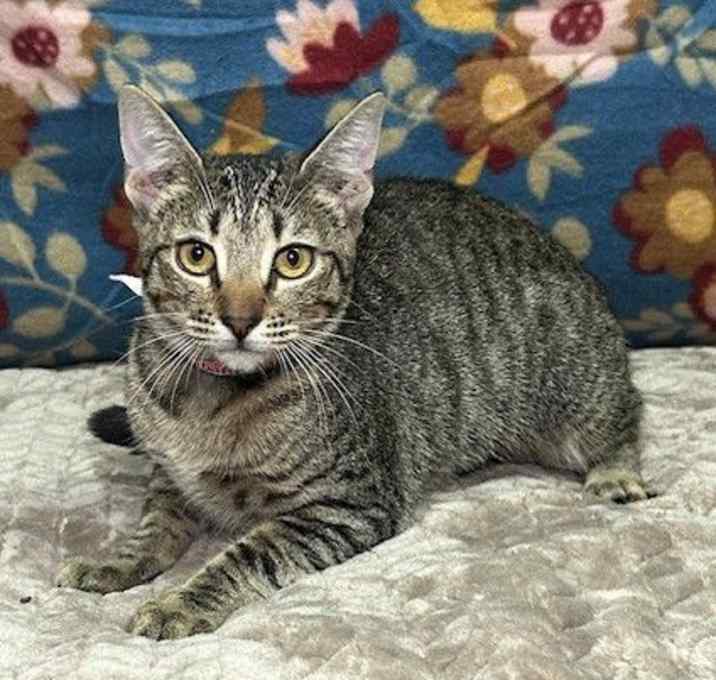 Photo of 250861  Elaine