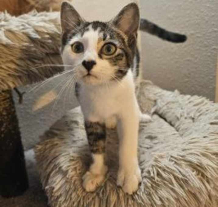 Photo of Kitten in Anchorage