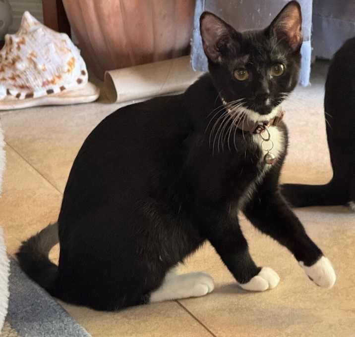 Photo of Toffee ⭐️PROMOTION⭐️ Cookie Litter