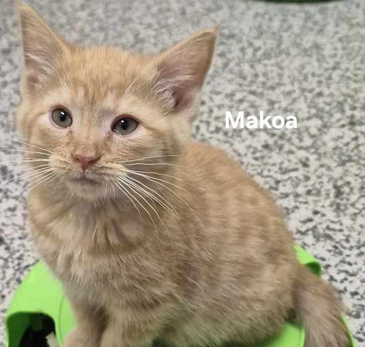 Photo of Makoa
