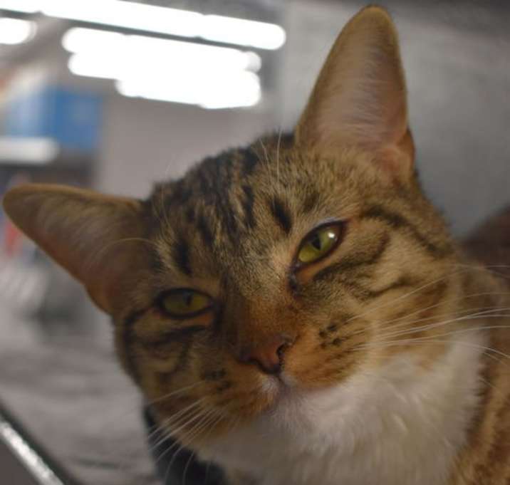 Photo of Pippy FCID# 06/18/2025 - 2 Middletown PS)