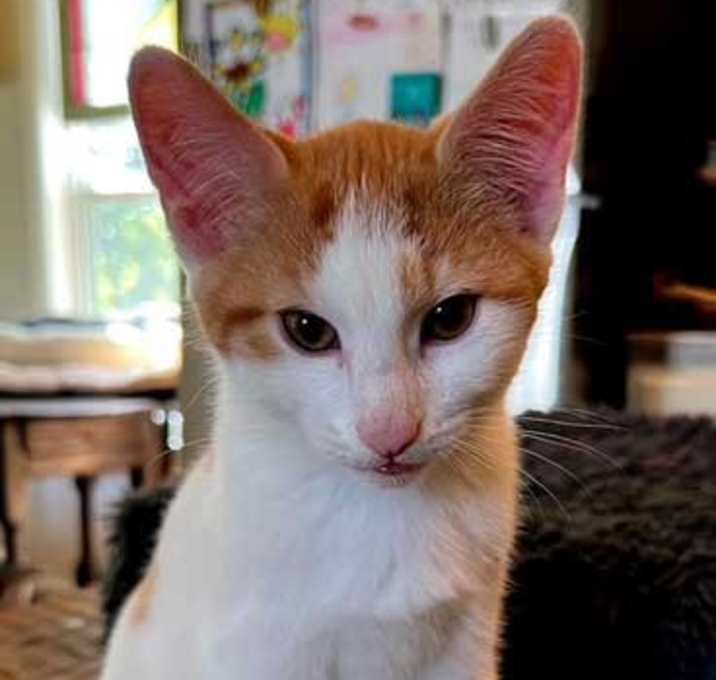 Photo of KITTEN CRASH