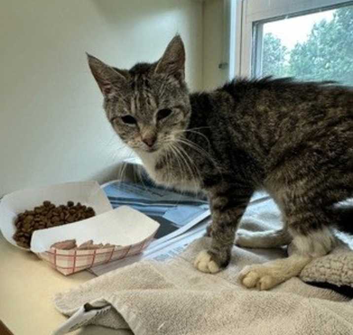 Photo of Picante [FIV+]