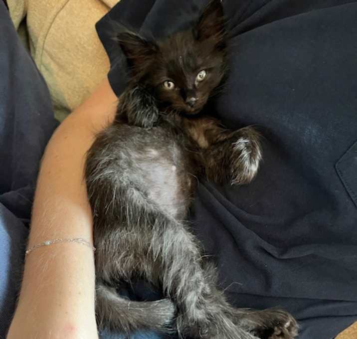 Photo of Dionysus (pink)