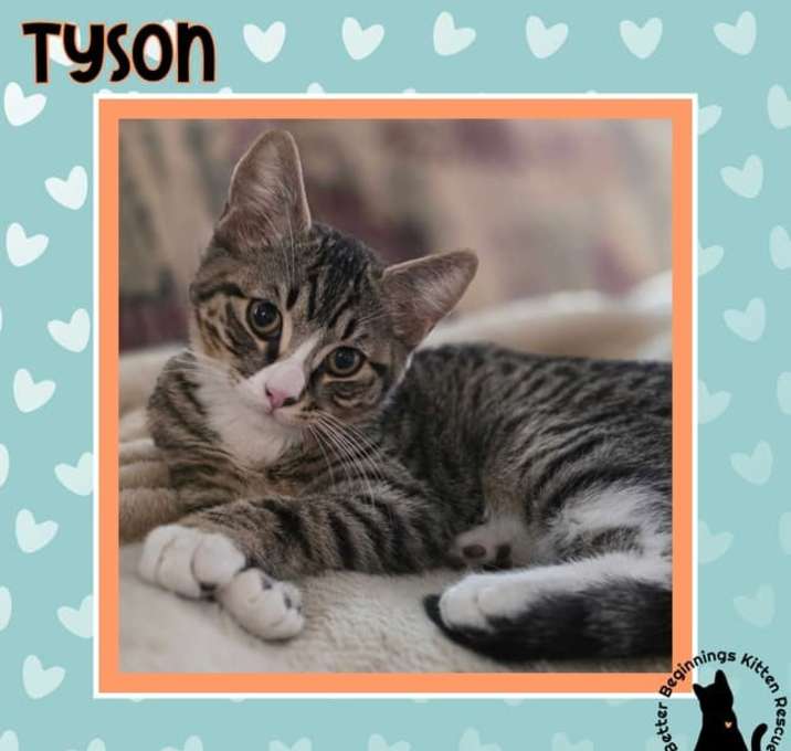 Photo of Tyson