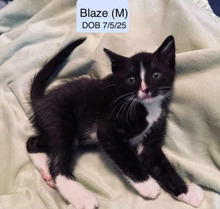 Photo of Blaze