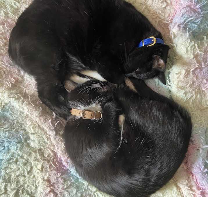 Photo of Spy and Piper