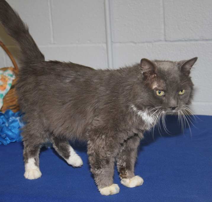 Photo of Oswald (Neutered/ComboTested)