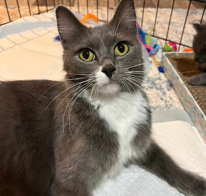 Photo of Candy Corn Hyattsville