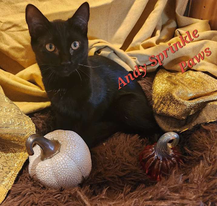 Photo of Andy Sprinkle Paws