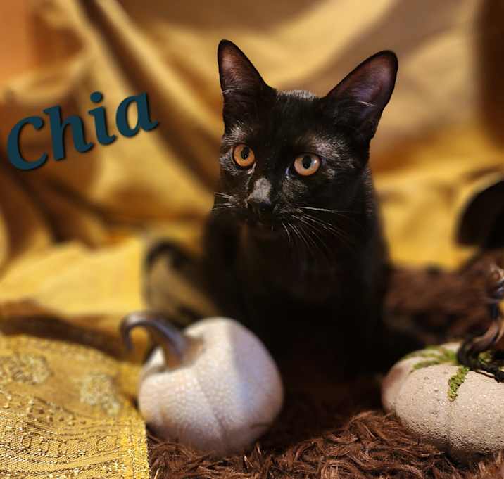 Photo of Chia