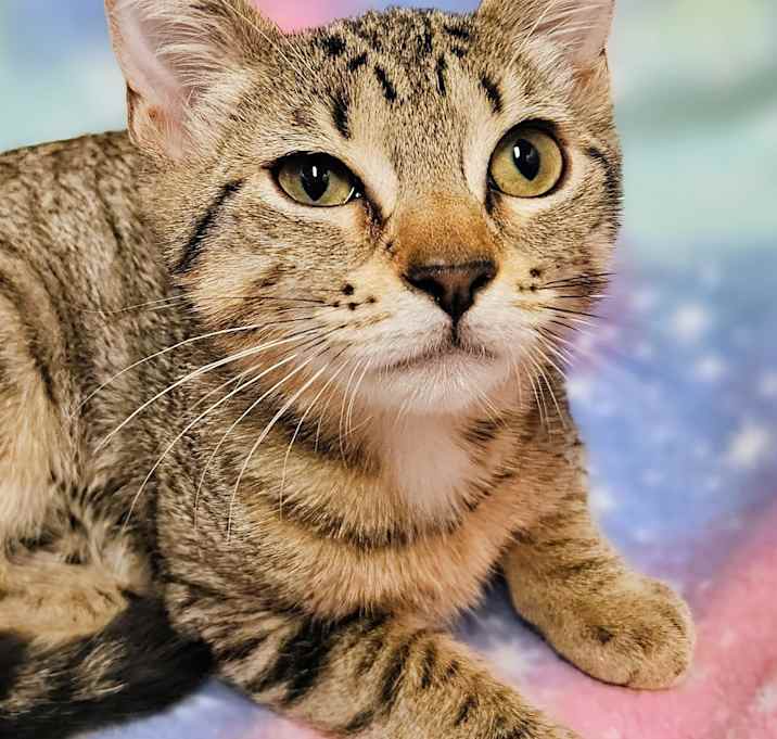 Photo of Dot- RC PetSmart