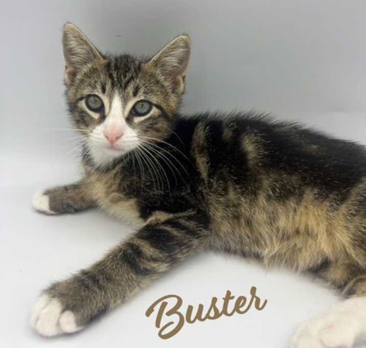 Photo of Buster #tabby-trio