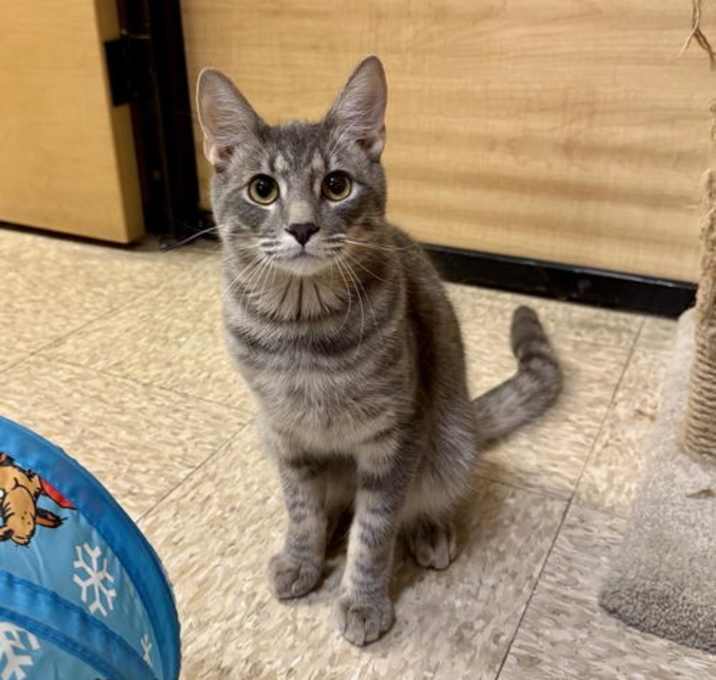 Photo of Milo Stripe