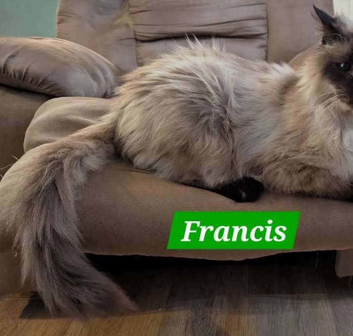 Photo of Francis