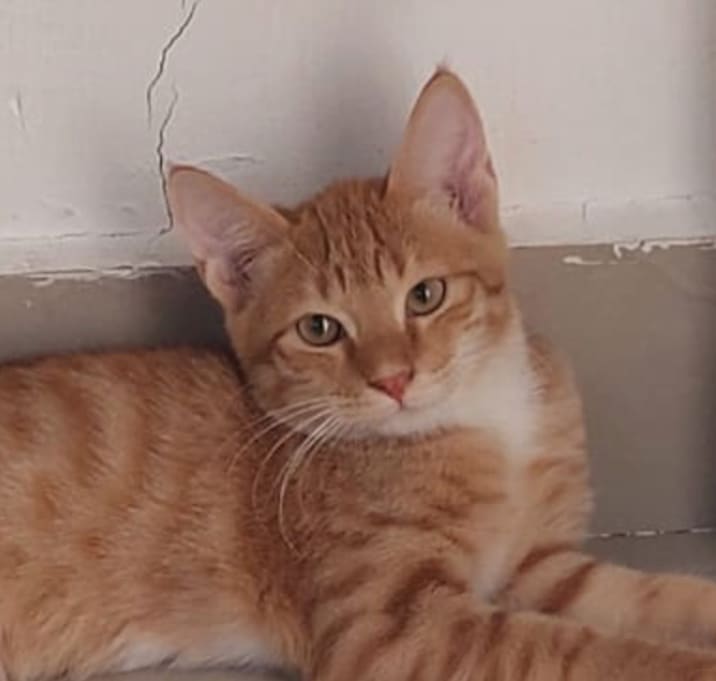 Photo of Fanta Kuwait