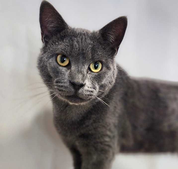 Photo of Baymax (C000-551)- Chino Hills Location