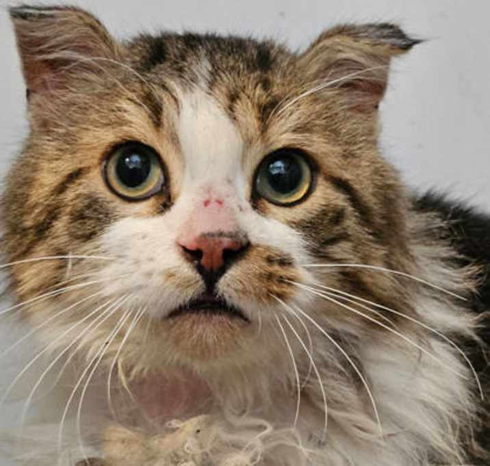 Photo of Velvet Underground