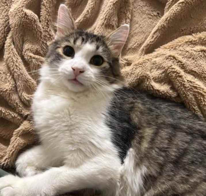 Photo of Houdini *MUST BE ADOPTED AS A