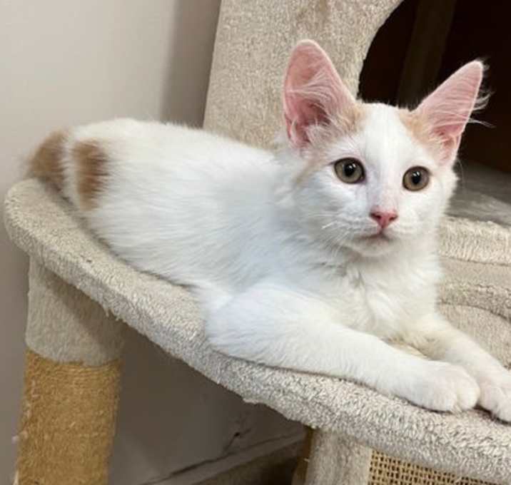 Photo of Kitten Osiris