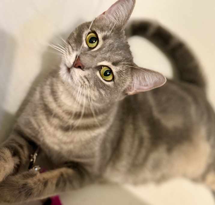 Photo of Espiral “Essie”