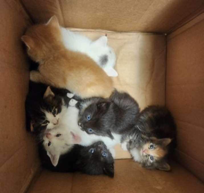 Photo of Sable QC2 9/29/25