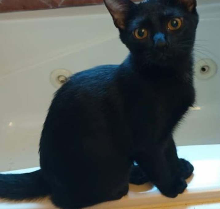 Photo of Lucy Lui - Petsmart Plantation Foster Home