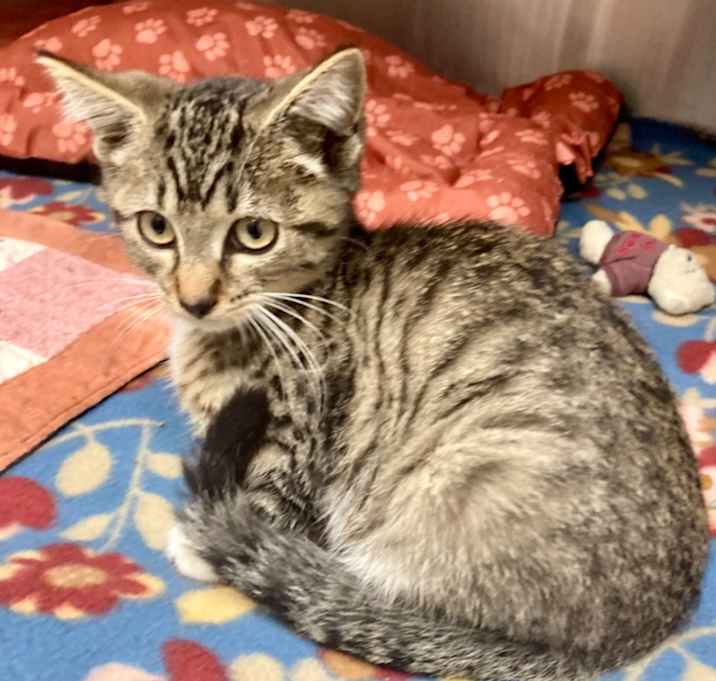 Photo of Isadora / AC 27202 E