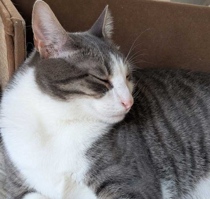 Photo of zz 'Milo & Olive' courtesy listing