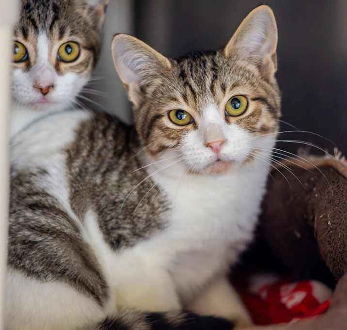 Photo of Zucchini (bonded w/ Peach)