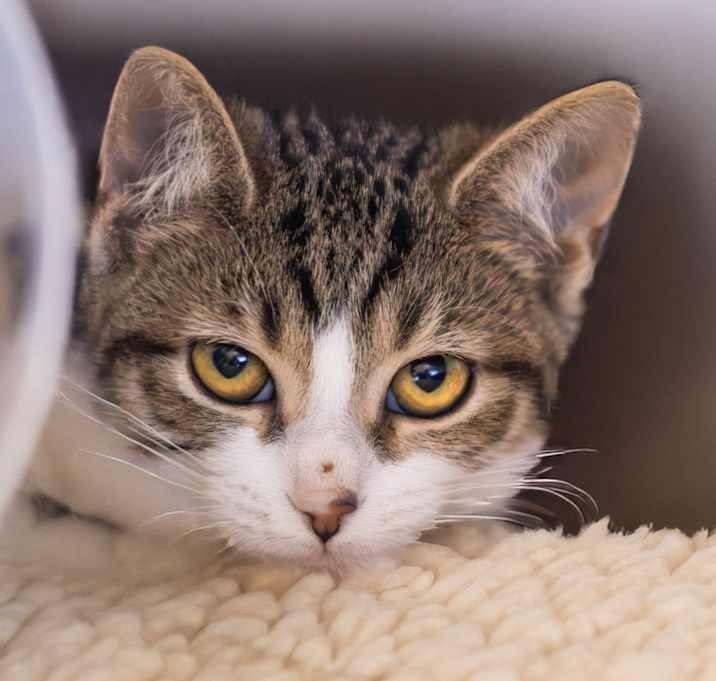 Photo of Peach (bonded w/ Zucchini)