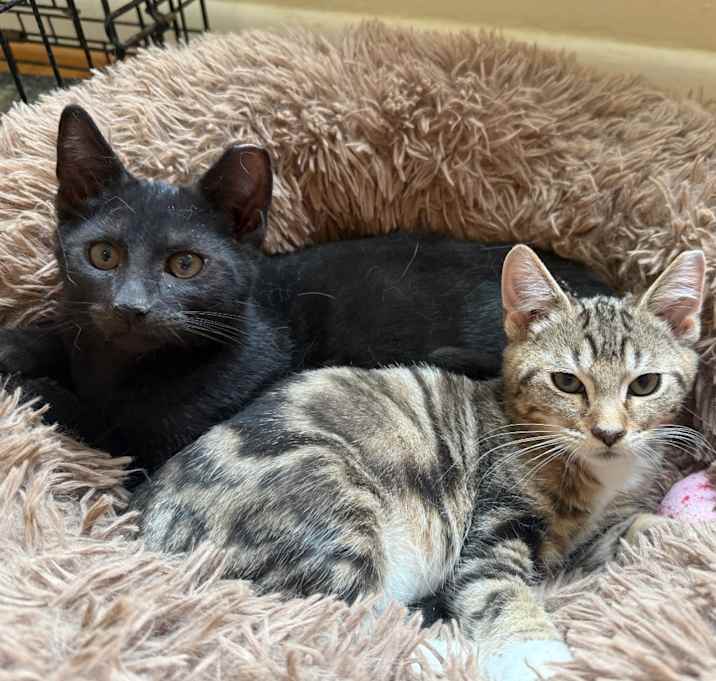 Photo of Robin (bonded with Batman)