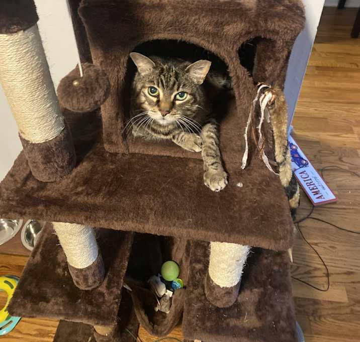 Photo of Nala