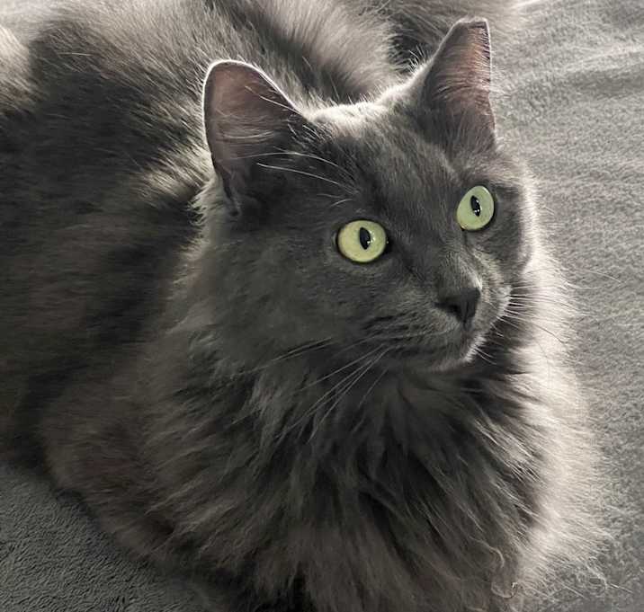 Photo of Hai Neko San