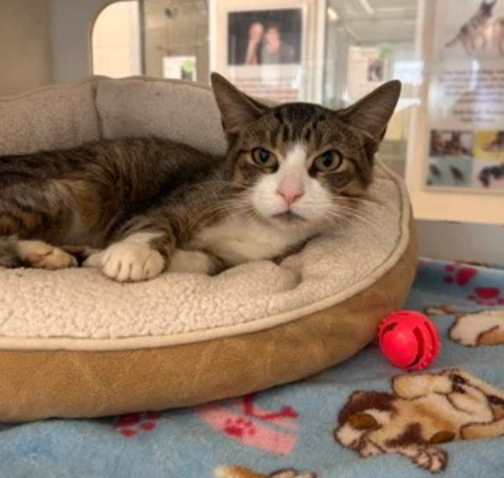 Photo of Rajah - Stratford